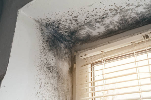 Trusted Black Mold Removal service in Simpson, PA - Cheap Mold Removal